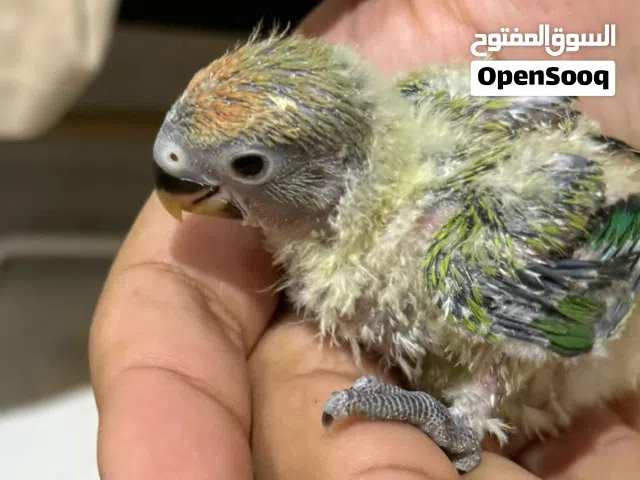 للبيع فروخ لوفبيرد ربوه