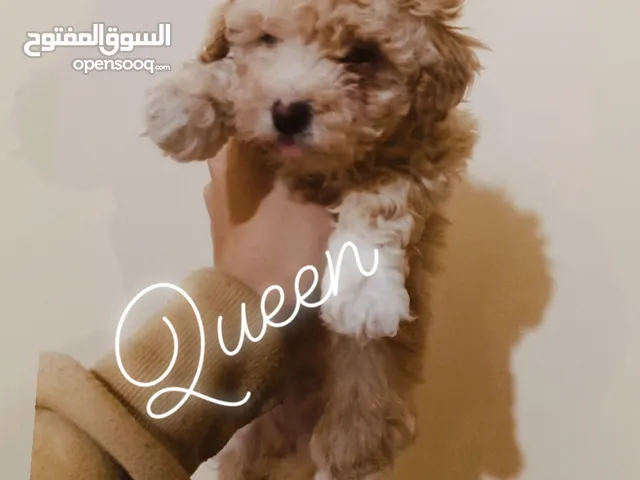 جرفون الماني وهافانيز
