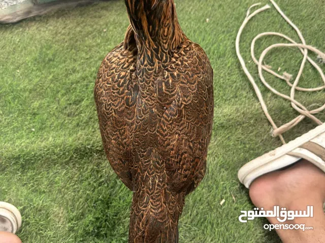 دجاجه بكستانيه