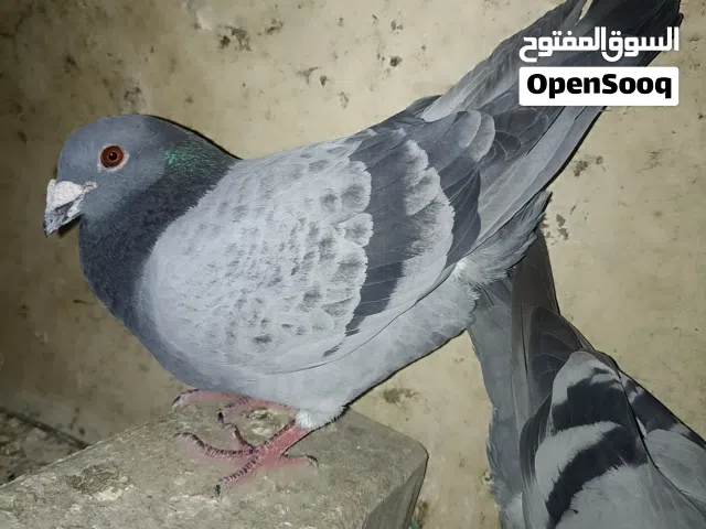 سلام عليكم زواجل