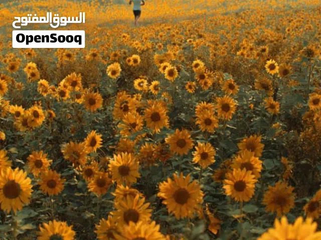 قطعة ارض للبيع