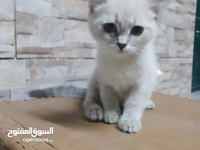 ثلاثه قطط للبيع بسعر مناسب