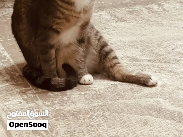 قطة للتبني