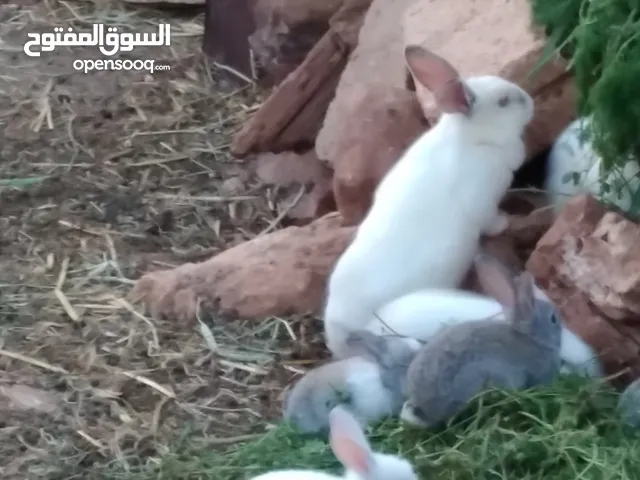 موجود أرانب مع خلفتهم