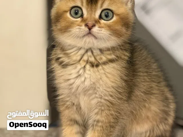 جولدن ny25 بيور  ذكر