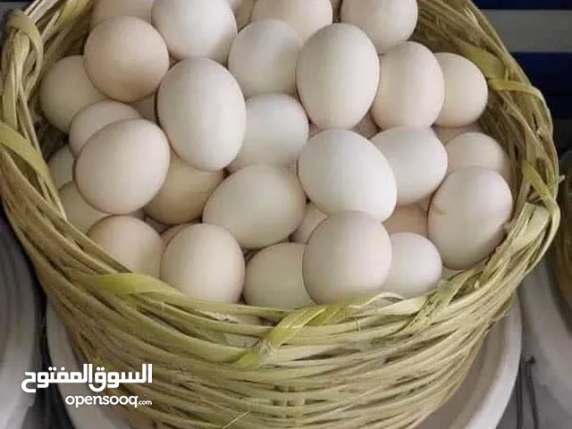 بيض بلدي 100 /100