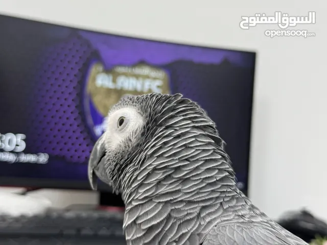 كاسكو عمر سنه و نص اليف جدا و ينفع للاطفال