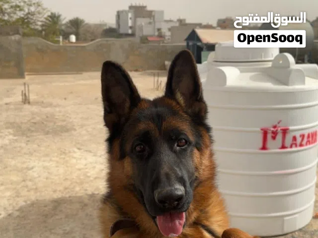 كستم للبيع