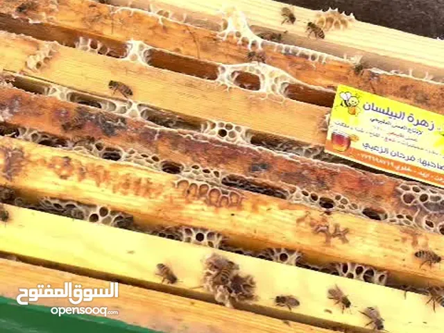 عسل طبيعي اصلي بلدي مضمون ومكفول من مناحلنا  مغذى على رحيق الأزهار