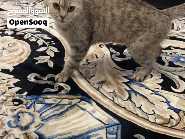 قطوه أنثى للتبني