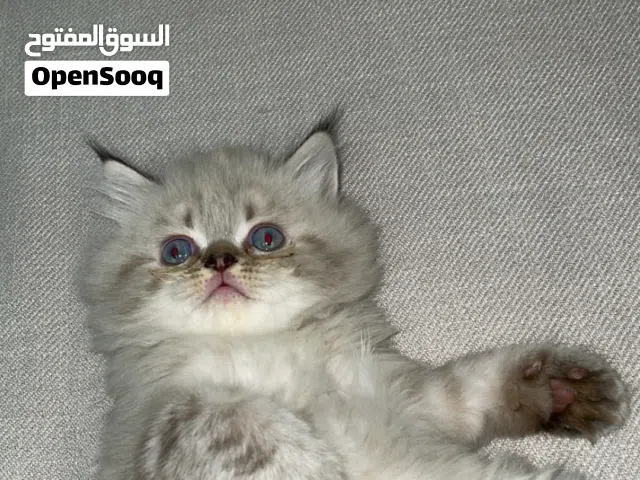 كيتن هملايا ذكر رائع