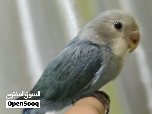 لاف بيرد بيعه سريعه