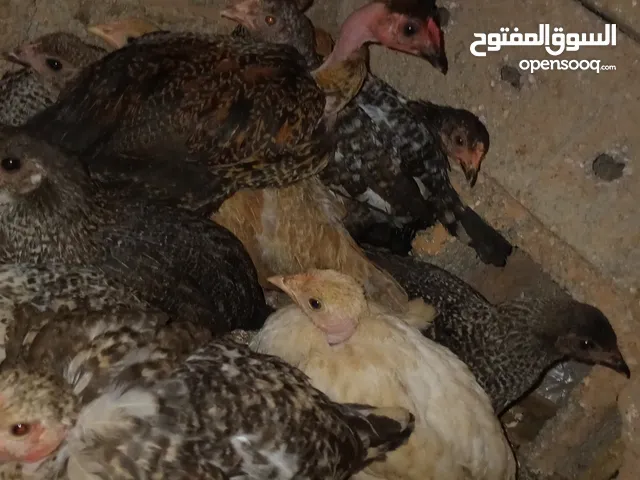 عتاتيق الله ايبارك محصنات العدد 13 العمر تلاته شهور و نص