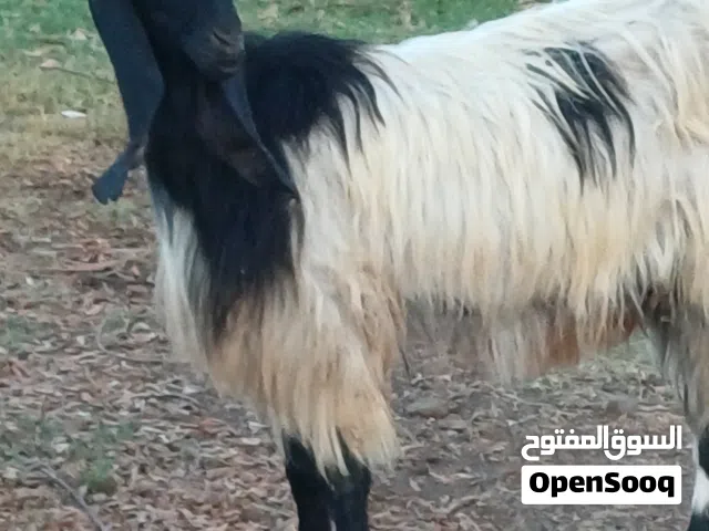 معزة هجين عشار للبيع