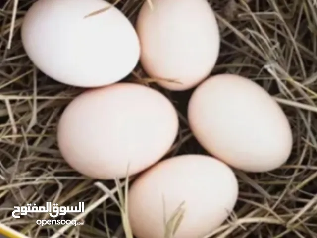 بيض عرب ملقح مال كعاده