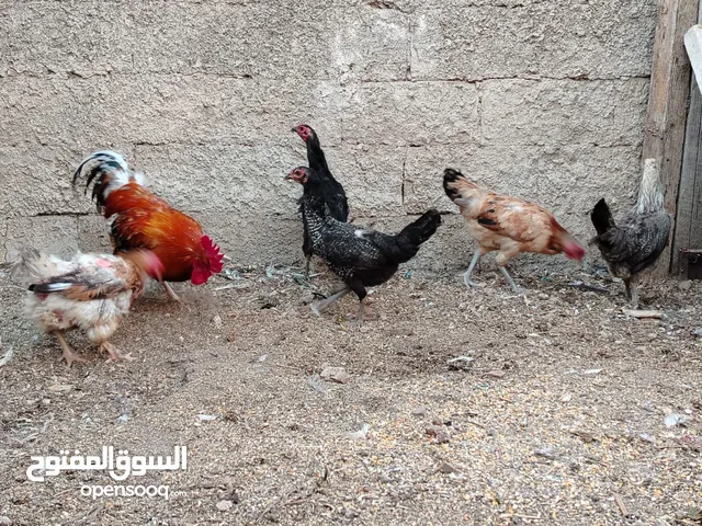 5 دجاج للبيع بياضات وديك نخب اول  والصلاة على النبي