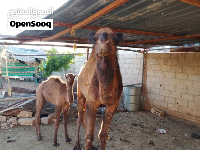 ناقه اول بطن