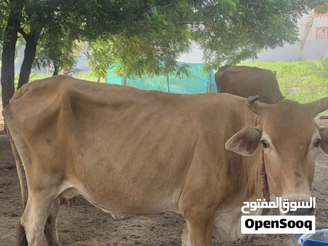 للبيع بقره حلوب  عمانيه