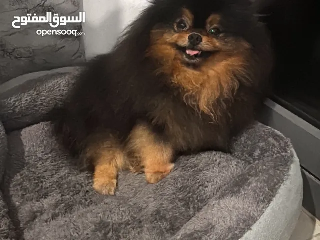 Pomeranian for breading 2000 dirham