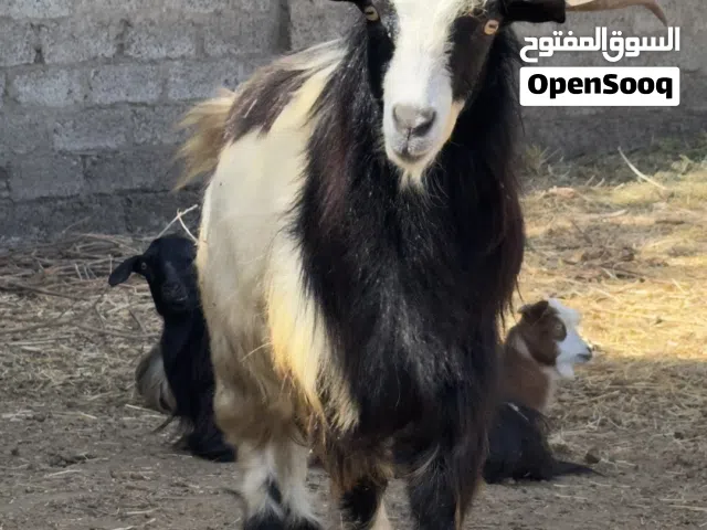 تيوس للبيع