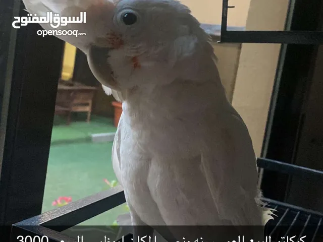 كوكاتو اليف