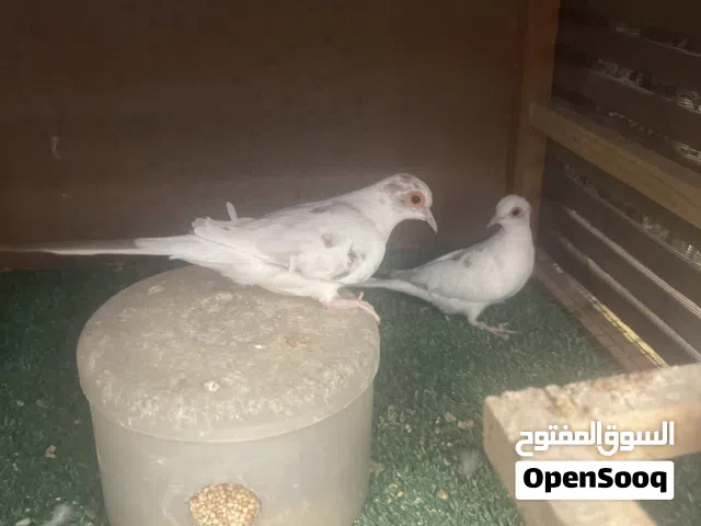 حمام ماسي الملكي  عده الوان عسلي ازرق فاتح بني المشجر العاد والمميز ضروري تقرأ الوصف وتحظر الفيديو