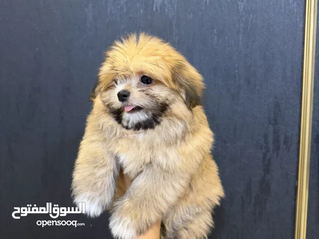 انثى شدزو x بوميرانيان مستوى جميل والعمر 4 شهور  إلاب والام موجودين للمعانيه ايضا