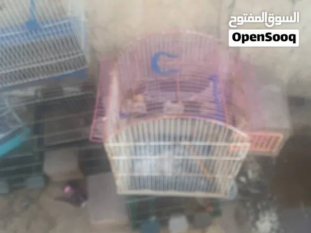قفاس لي البيع 6ولا7
