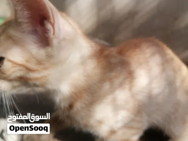 سنور مرباي تربيت المنزل السنور شعراني بس الحر مأثرعليه