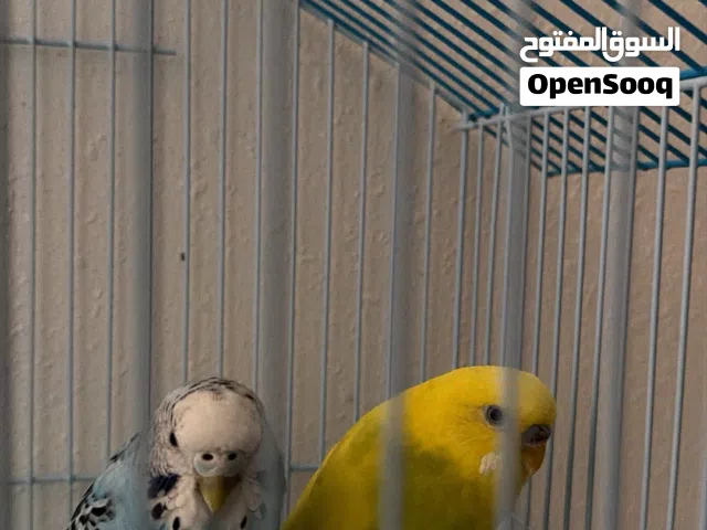 بغبغاء أنثى و ذكر