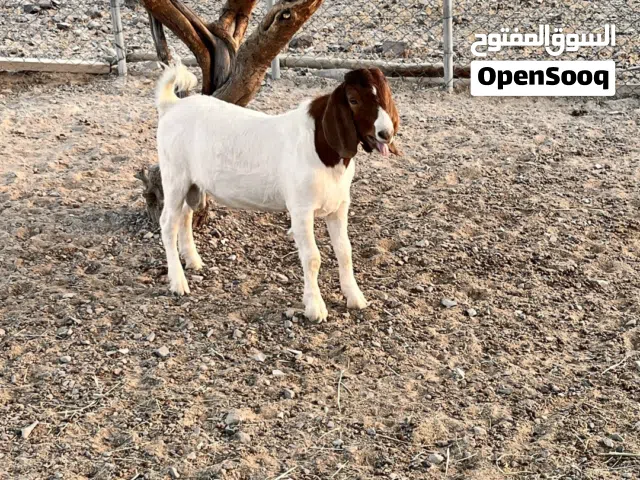 للبيع تيس برقوت اصل فرصه الي يبا فحل لحلاله
