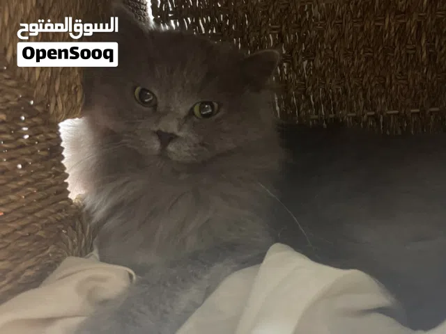 قط شانشيلا مكس هملايا تبني