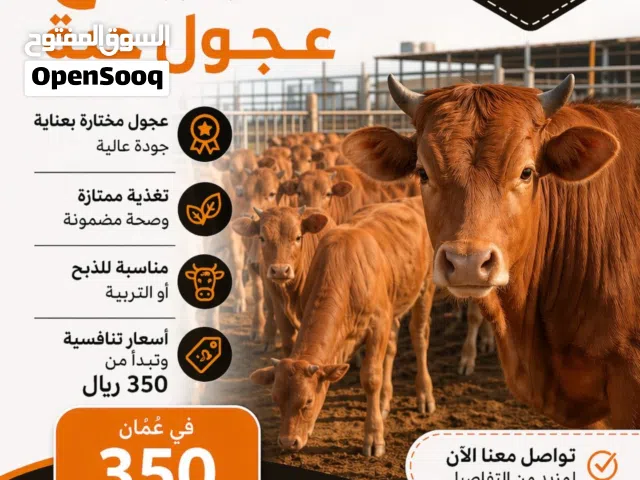 عجول محليه