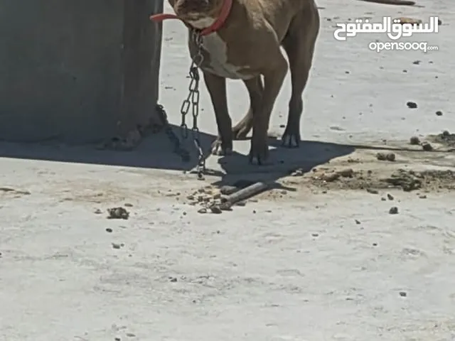 كلب بيتبول