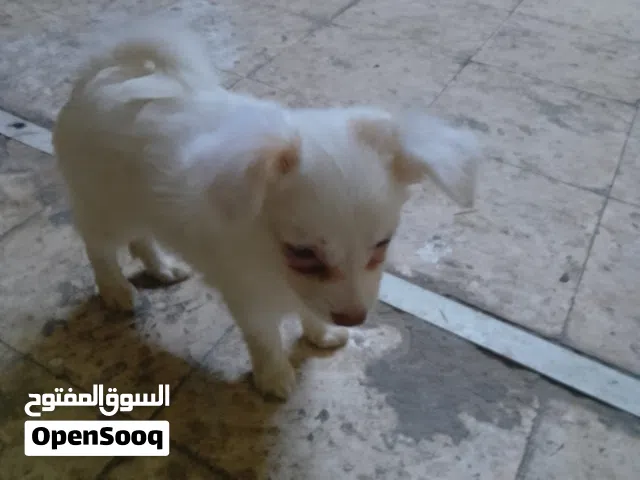كلاب فرنسية للبيع