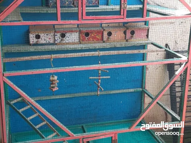 سلام عليكم قفاصه 2 طيور للبيع كلهن 85 الف
