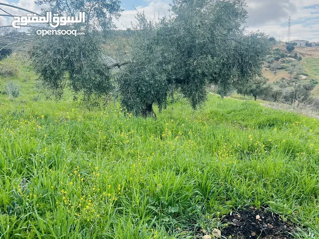 Farm Land for Sale in Salt Zay