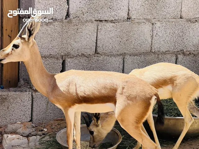 كوبيه غزال الريم عتود وعنز