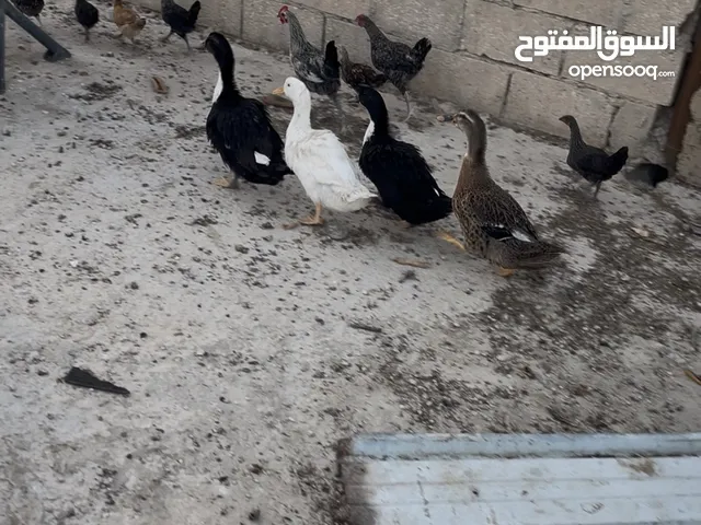 بط للبيع بط