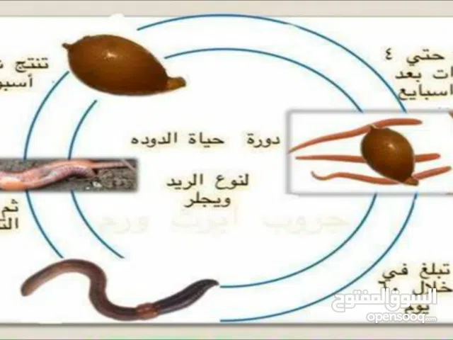 دود الفيرمي كومبوست