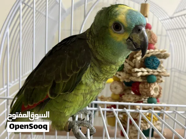 ببغاء أمازون