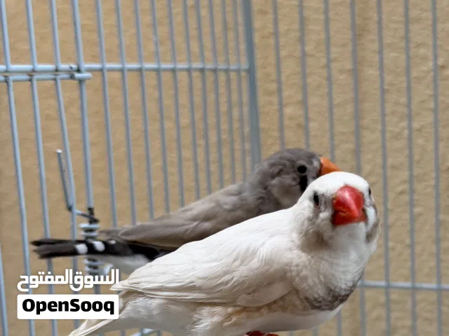 للبيع زوج زيبرا جاهز للانتاج