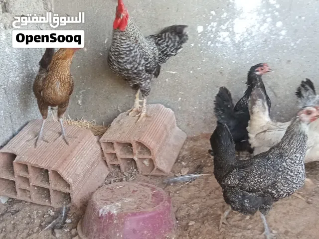 دجاج ربي يبارك للبيع