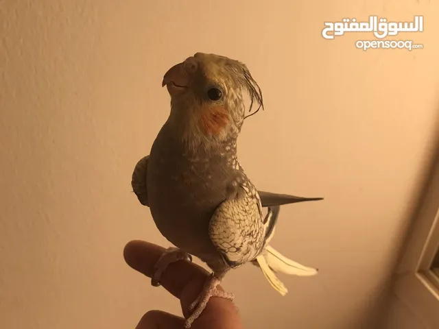 كوكتيل ذكر