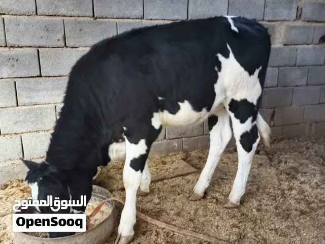 سلام عليكم حيوانه حليب للبيع