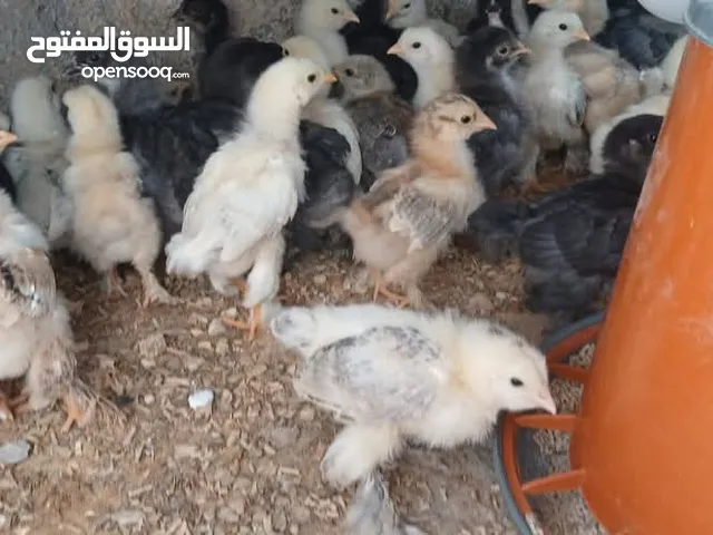يووجد صيصان براهما بف جامبو صيصان باكستاني من اهالي فخمات صيصان حبش