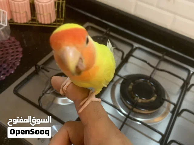 بركديلو مروض