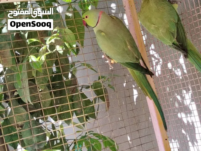 زوج ببغاء درة هندي خشنات للبيع او مراوس