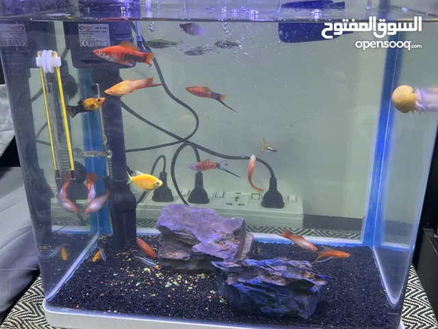 حوض اسماك نضيف مع مزيل الكلور و ادويه و الصعام