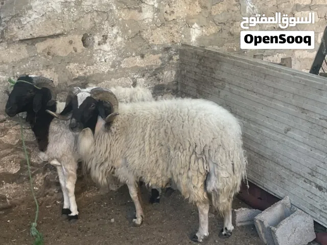 كبش البيع مشالله